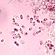 Illustration for article titled Answer Key: Metal Band or Microbe?